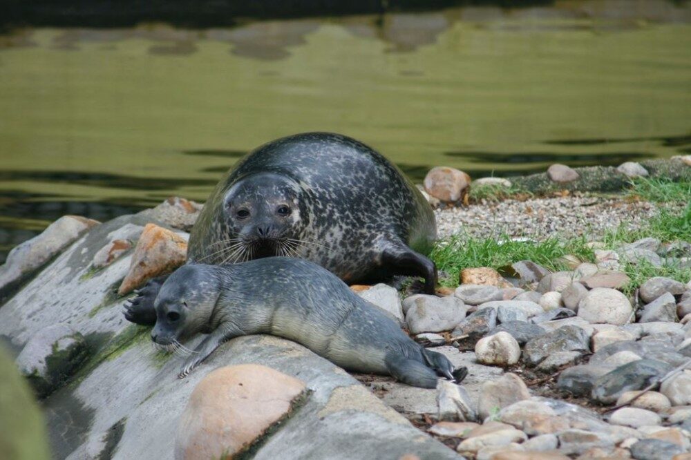 FOTO: Tuleň obecný - ZOO Ústí nad Labem