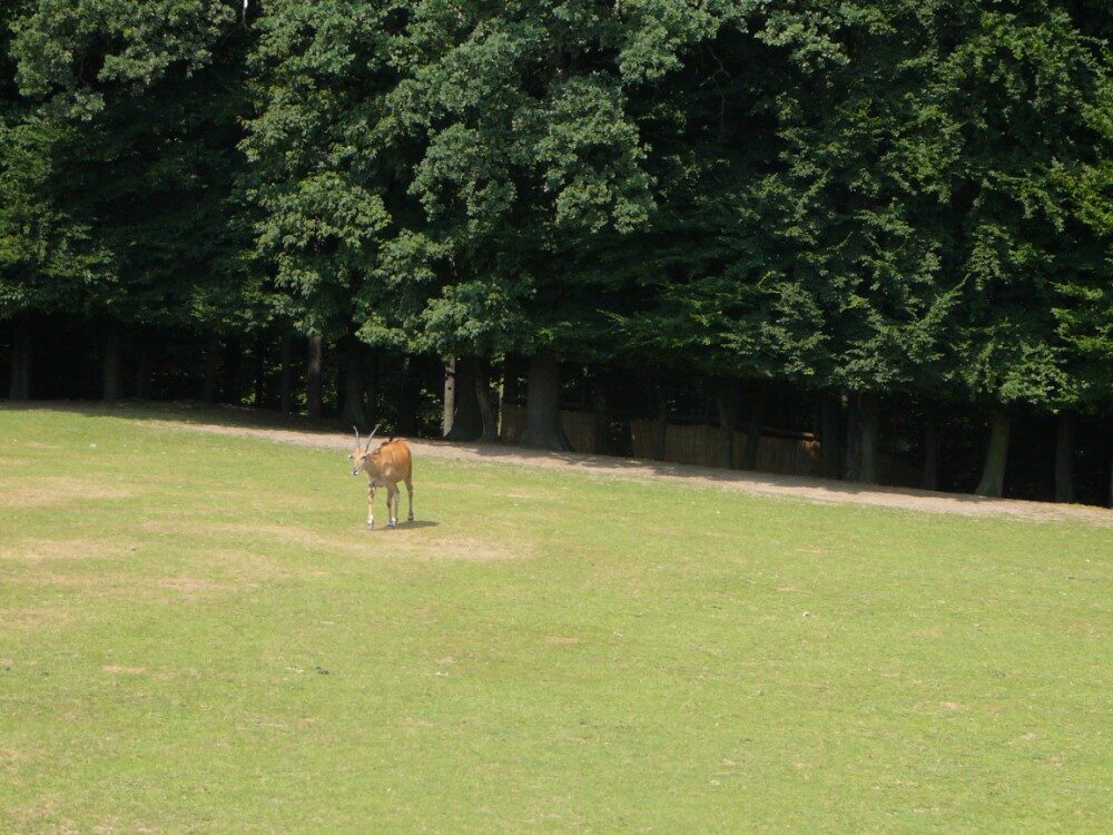 FOTO: voduška bezchybně zarovná stomy na safari